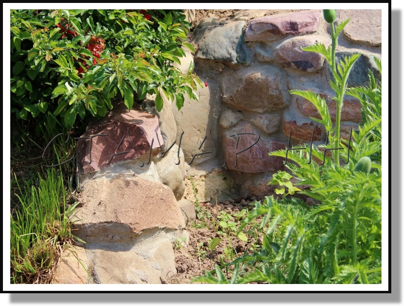 ���� �������