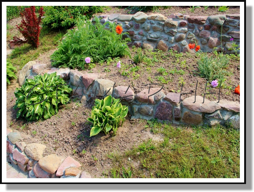 ������ ���������