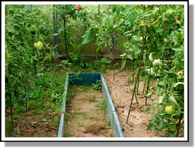 ������ � �������