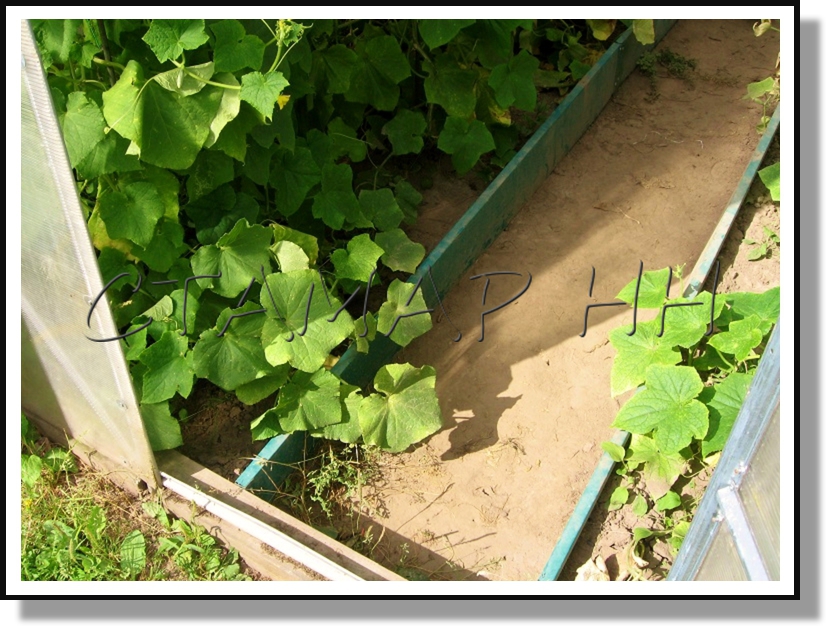 ������ � �������