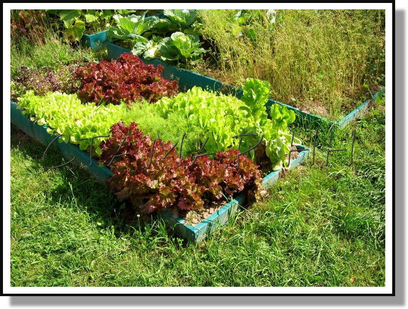 ������ �� ���������